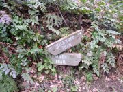 4.1.06 Dogwood & Alder Trail in Forest Park 021